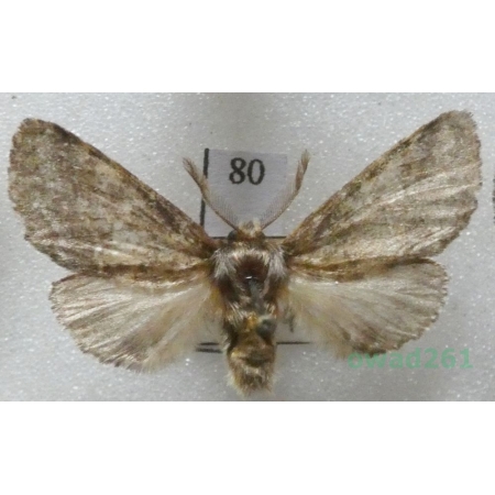 Gluphisia crenata (Esper, 1785) male Slovakia80